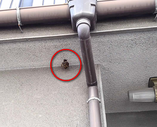 アシナガバチ駆除軒下